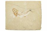 Cretaceous Fossil Fish (Armigatus?) - Lebanon #251424-1